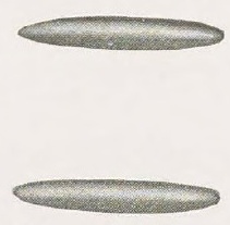 Catalog evidence for Beauty Pin · No. 91407
