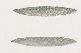 Catalog evidence for Beauty Pin · No. 91420