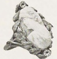 Catalog evidence for Cameo Ring · No. 91575