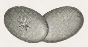 Catalog evidence for Link Buttons · No. 91944