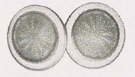 Catalog evidence for Link Buttons · No. 91986
