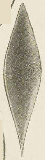 Catalog evidence for Shuttle · No. 93704