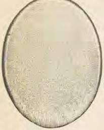 Catalog evidence for Locket · No. 3113