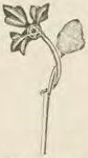 Catalog evidence for Scarf pin · No. 4263