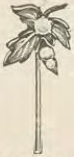 Catalog evidence for Scarf pin · No. 4262