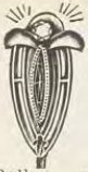 Source illustration