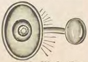 Source illustration
