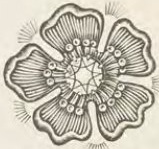 Catalog evidence for Miscellaneous / source group · No. 5585