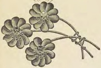 Catalog evidence for Diamond lace pin · No. 118