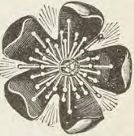 Catalog evidence for Lace / shawl pin · No. 322