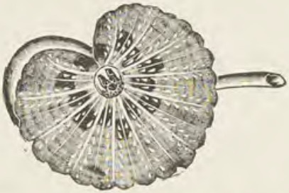 Catalog evidence for Lace / shawl pin · No. 318