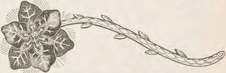 Catalog evidence for Lace / shawl pin · No. 224