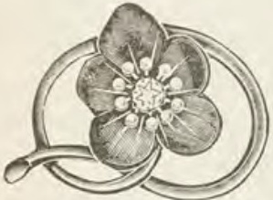 Catalog evidence for Lace / shawl pin · No. 223