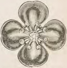 Catalog evidence for Lace / shawl pin · No. 232