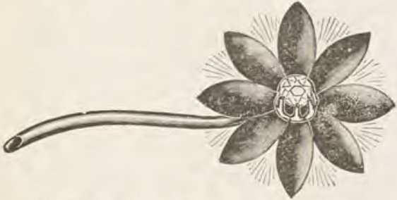 Catalog evidence for Lace / shawl pin · No. 225