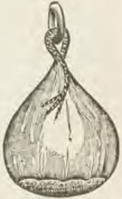 Catalog evidence for Charm · No. 458