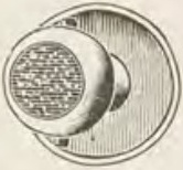 Catalog evidence for Stud / collar button · No. 571