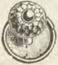Catalog evidence for Stud / collar button · No. 598
