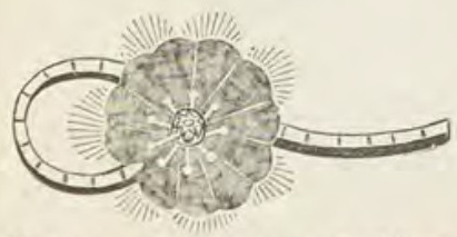 Catalog evidence for Lace / shawl pin · No. 205