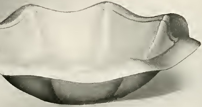 Catalog evidence for Cup / bowl / dish · No. 2423