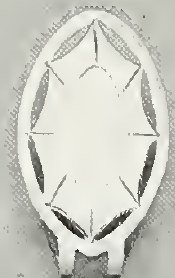 Catalog evidence for Cup / napkin ring · No. 150